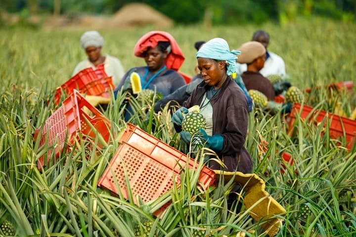 Smallholder harvest in Central Region